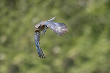 EAstern Bluebirds in spring
