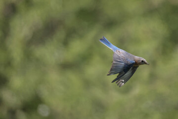 Male and female Eastern Blue bird feeding chicks insects in nesting box on overcast spring day