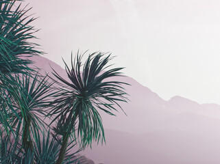 Palms trees on mountains background. Alps landscape. Italy, Lake Garda, Malcesine. Winter landscape in Alp. Winter sunset in peaks. Cool blur in the alpine dusk. Pink haze above rocks. Pink sky.