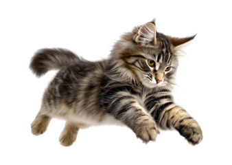 A playful cat air with paws extended as if ready to jump down from an elevated surface, isolated on a transparent background