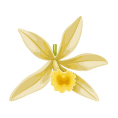 Illustration of vanilla flower, isolated on white background.