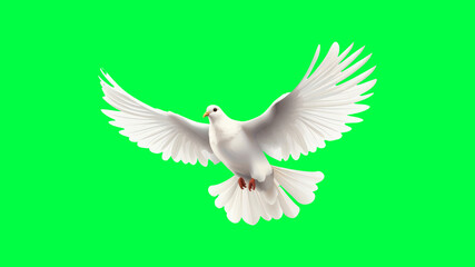 Fototapeta premium White dove soaring gracefully skyward