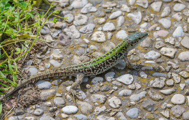 Field lizard (Podarcis siculus), on a rough stone surface under intense sunlight, Tuscany, Italy