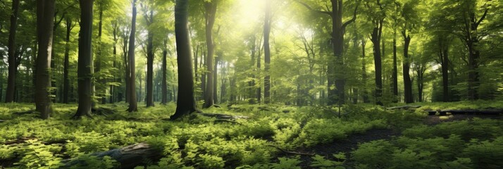 Fototapeta premium 陽光が差し込む緑豊かな森の風景