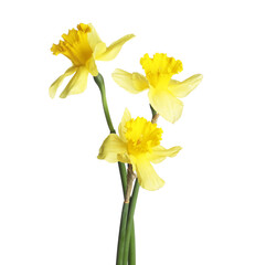 Fototapeta premium Three beautiful yellow daffodils isolated on white