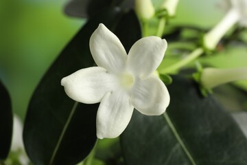 Obraz premium Beautiful jasmine plant with flowers on blurred background, closeup