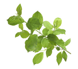 One branch with green leaves isolated on white