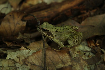 European common brown frog or common frog (Rana temporaria) or moor frog (Rana arvalis) in a forest 
