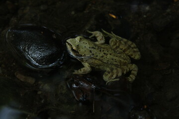 European common brown frog or common frog (Rana temporaria) or moor frog (Rana arvalis) in a forest 
