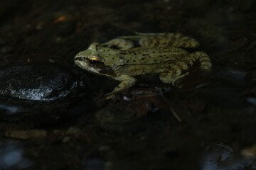 European common brown frog or common frog (Rana temporaria) or moor frog (Rana arvalis) in a forest 
