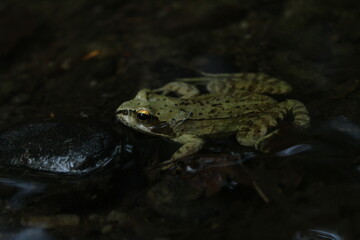 European common brown frog or common frog (Rana temporaria) or moor frog (Rana arvalis) in a forest 
