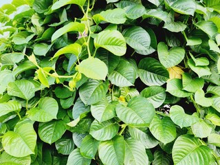 Lush green leaves covering a dense plant.