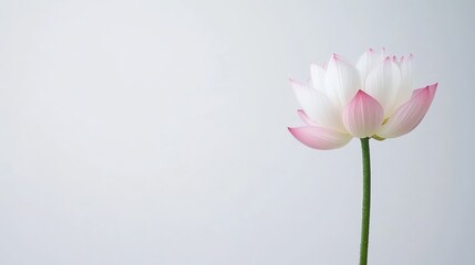 Serene Pink and White Lotus Flower Blossom