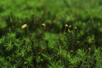 Green Moss background . Star Moss (POLYTRICHUM COMMUNE) seen from above. 
