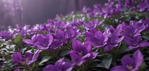 Obraz premium Close-up of vibrant purple petals, delicate leaves , bloom, lavender, wallpaper