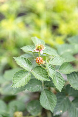 Unripe blackberries on a blackberry bush