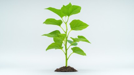 Young Plant Growing on White Background
