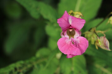 Himalayan Balsam Impatiens glandulifera.Soft pink blooming and budding Himalayan Balsam plant with dewdrops and spider silk on an early morning in the fall season. Beautiful floral background
