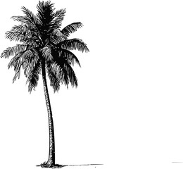 Black and white illustration of a single palm tree on a white background. Vector illustration
