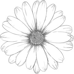 Black and white line art of a detailed daisy flower sketch. Vector illustration