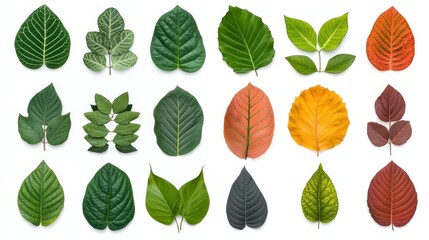 Obraz premium Collection of Vibrant Leaves: A Diverse Array of Foliage