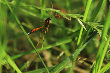 The sabre wasp, scientific name rhyssa persuasoria in flight
