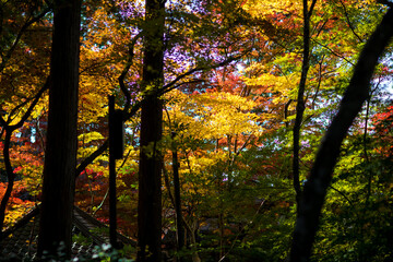 Saimyoji Temple in Shiga Prefecture, Japan in autumn