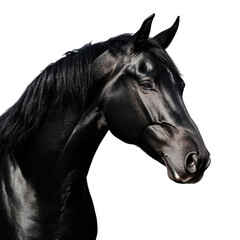 Obraz premium horse isolated on white background