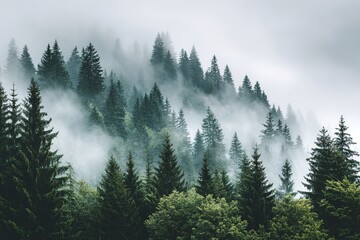 Misty Forest Landscape With Evergreen Trees
