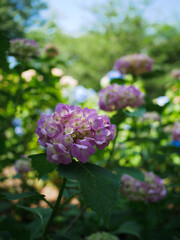 紫陽花