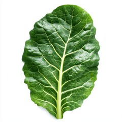 Single chard leaf isolated on transparent background