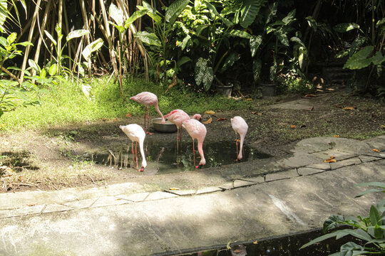 Flamingos gather at the edge of the pond. flamingos in the zoo
