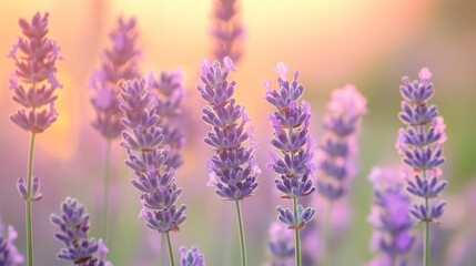 Obraz premium Gentle lavender flowers illuminated by soft golden sunlight in a dreamy field