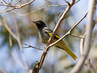A rare and critically endangered Regent Honeyeater (Anthochaera phrygia) perched on a eucalyptus tree branch