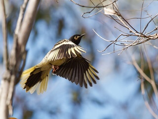 A rare and critically endangered Regent Honeyeater (Anthochaera phrygia) in flight with backlit blue sky background