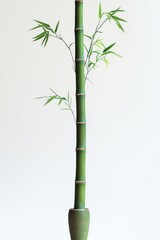 Naklejka premium Single tall green bamboo stalk with sparse slender leaves in a simple pot against a plain white background