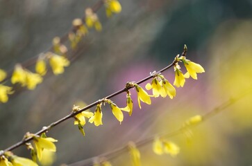 鮮やかな黄色のレンギョウ