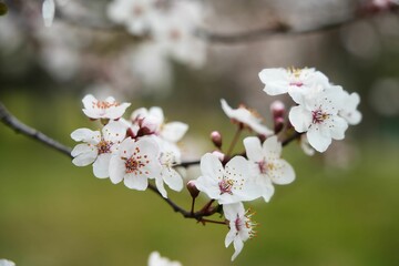Fototapeta premium 春に咲くベニバスモモの花
