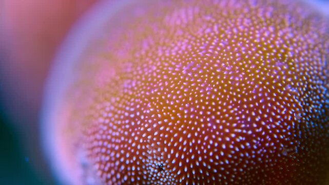 Close-up abstract of orange sphere covered in tiny white spots with soft, dreamy pink and blue gradient tones creating a hazy effect