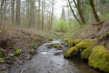 Gentle stream meandering through a wooded forest, mossy rocks, early spring