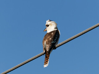 Laughing Kookaburra (Dacelo novaeguineae) perched on a power cable with clear blue sky background