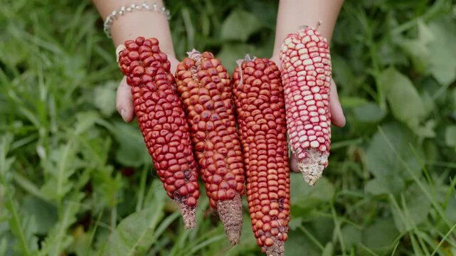 Manos campesinas ofrecen ma&iacute;z criollo