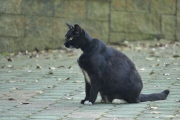 공원에서 만난 양복입은 고양이