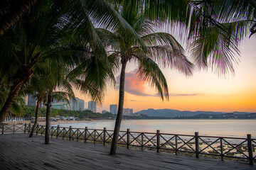 A palm tree surrounded by small granite rocks on the beach in Sanya, China