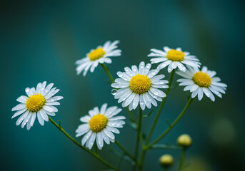Fototapeta premium Daisies with Water Droplets Blooming in Garden After Rain
