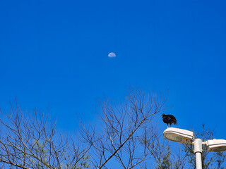 The Moon's Observer: A solitary crow perched atop a street lamp against a backdrop of a clear blue...