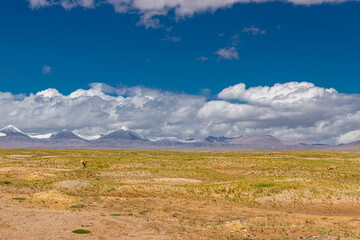 Tibetan antelopes eating the grass next to Snow-capped mountains scenery in Hoh Xil, China
