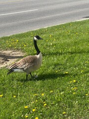 canada goose on the grass