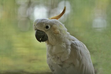 The yellow-crested cockatoo looks curiously