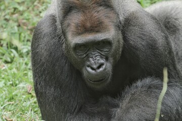 a silverback gorilla lying down looking forward